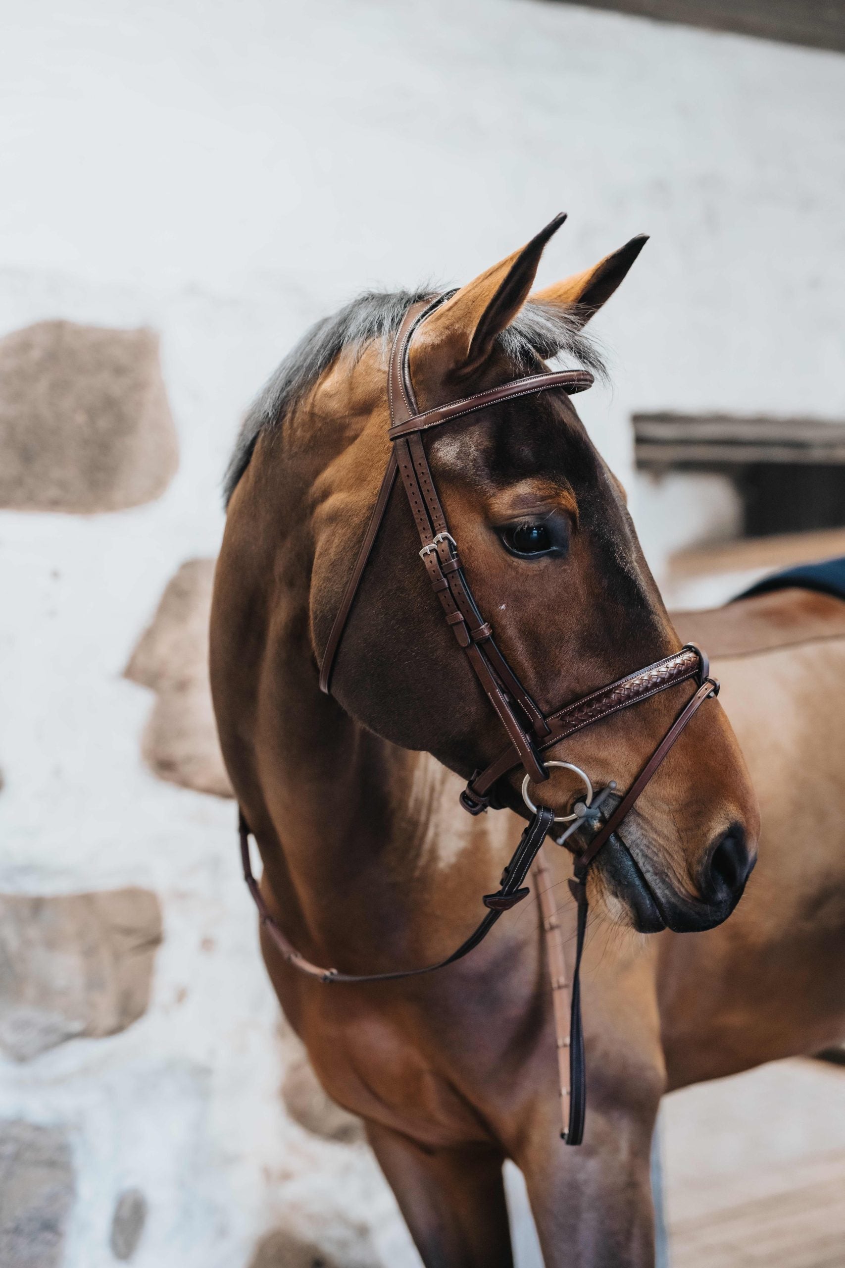 BHOOF BRIDLE 1 - BRAIDED