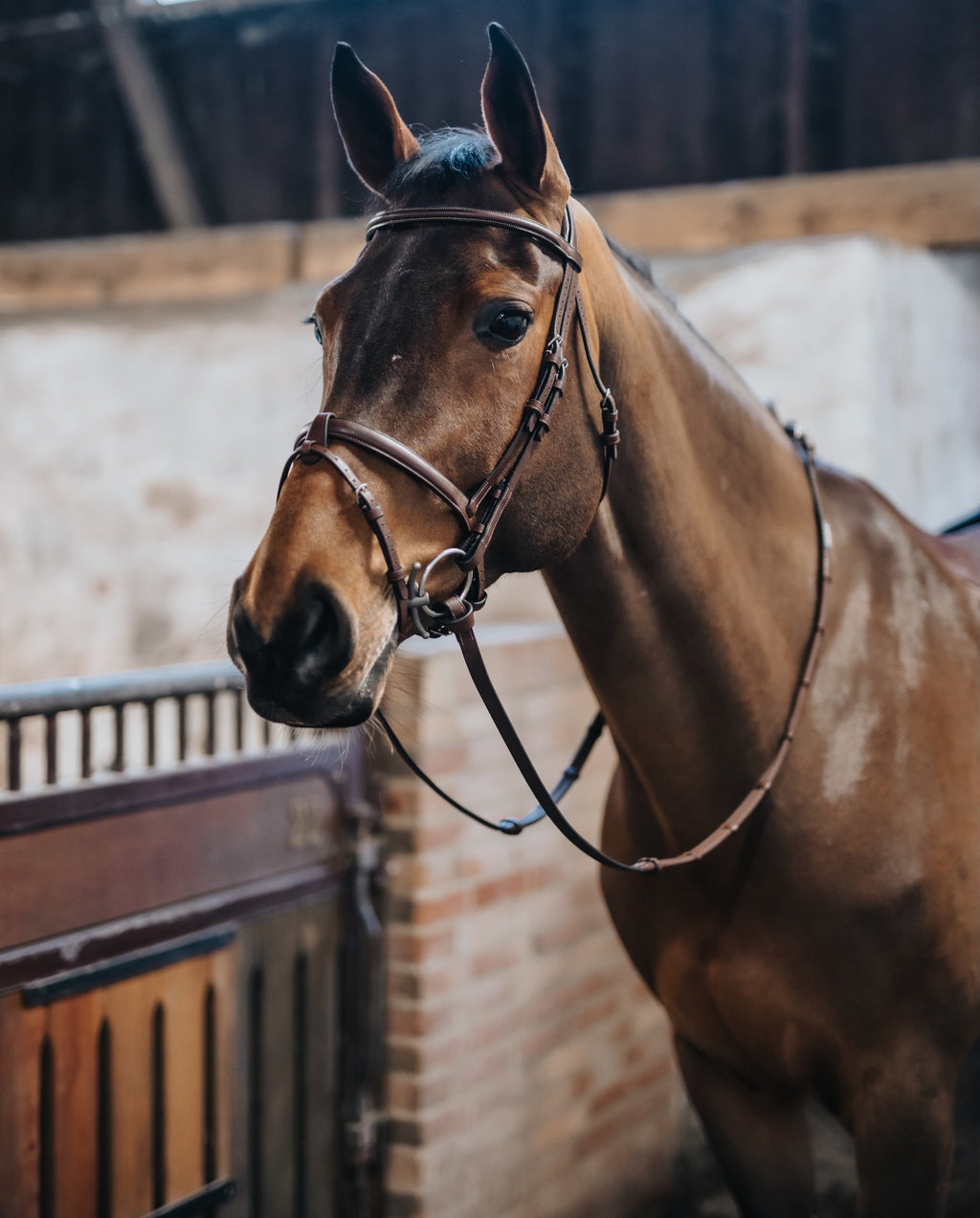 BHOOF BRIDLE 1 - FLASH