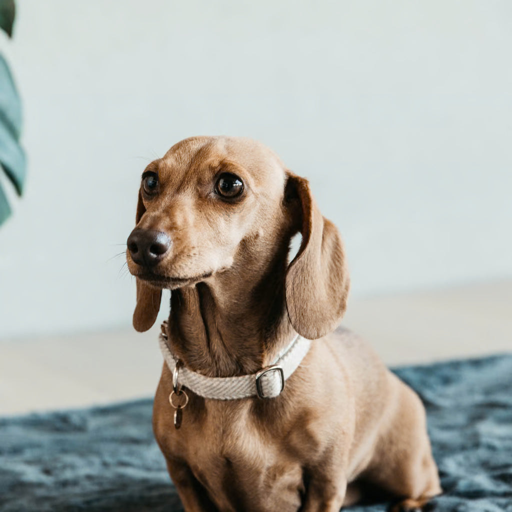Wool Dog Collar